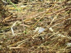 Euphilotes bernardino