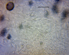 Pseudohydropus commenticius