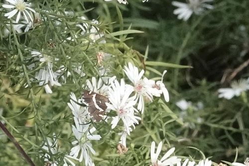 Hawaiian Beet Webworm Moth