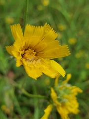 Hieracium glaucinum