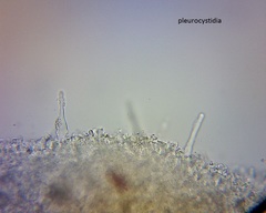 Pseudohydropus commenticius