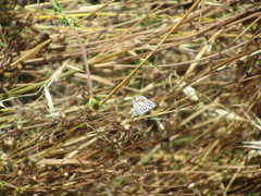 Euphilotes bernardino