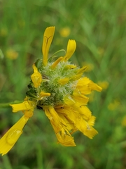 Hieracium glaucinum