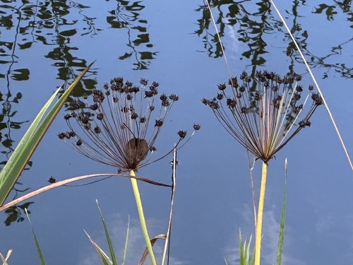 Flowering-rush
