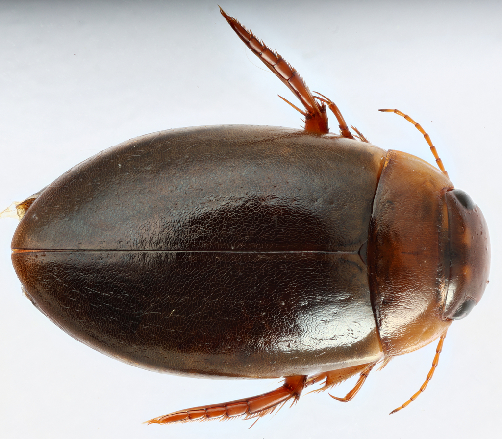 Agabus austinii