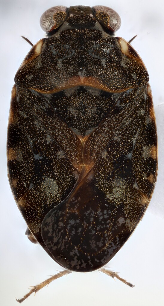 Ochterus barberi