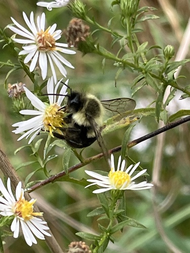 Common Eastern Bumble Bee