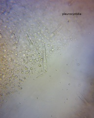 Pseudohydropus commenticius