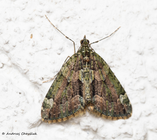 Red-green Carpet