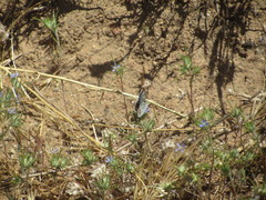Euphilotes bernardino