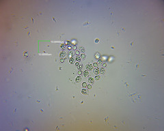 Pseudohydropus commenticius