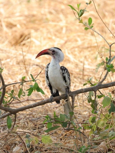 iNaturalist image