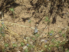 Euphilotes bernardino