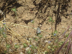 Euphilotes bernardino