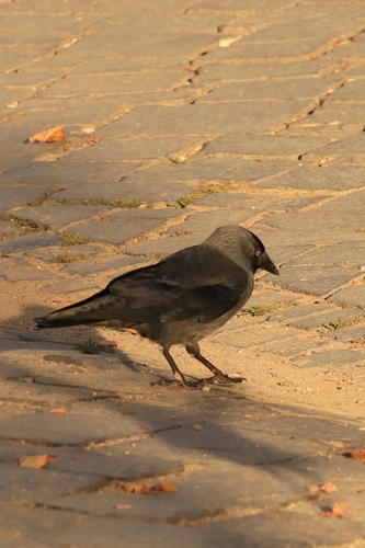 Eurasian Jackdaw