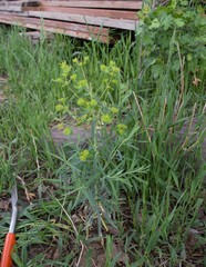 Euphorbia esula
