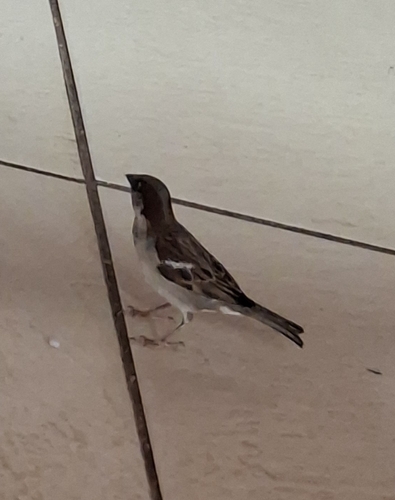 House Sparrow