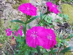 Dianthus barbatus