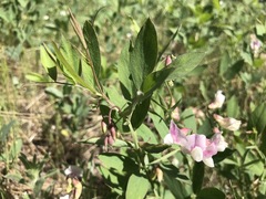 Lathyrus lanszwertii