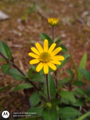 Melampodium montanum