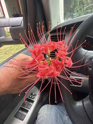 red spider lily