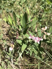 Lathyrus lanszwertii