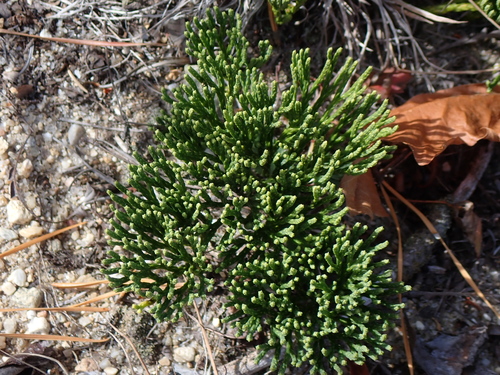 Diphasiastrum tristachyum, 2026-10-10