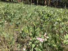 Lathyrus lanszwertii