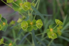 Euphorbia esula