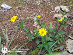 Melampodium montanum