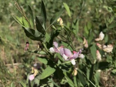 Lathyrus lanszwertii