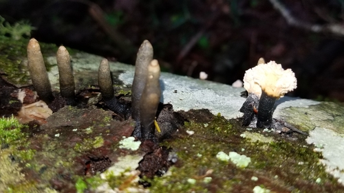Xylaria flabelliformis