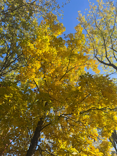 shagbark hickory