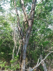 Bursera schlechtendalii
