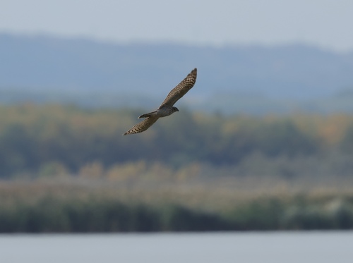 Eurasian Sparrowhawk