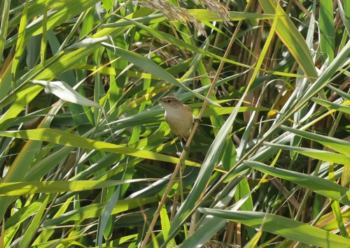 Common Reed Warbler