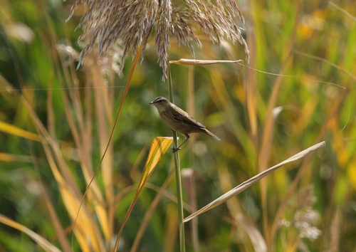 Sedge Warbler