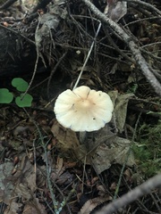 Ampulloclitocybe