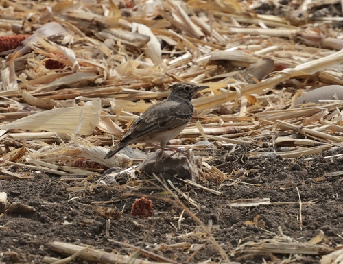 Crested Lark
