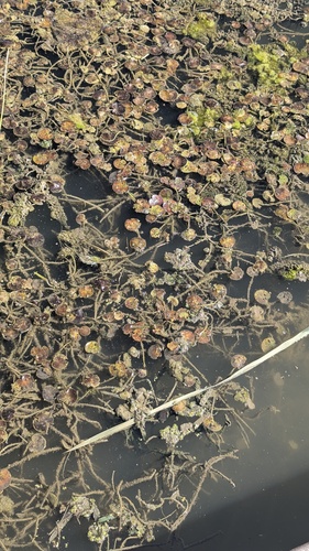 Hydrocharis morsus-ranae, 2026-10-06