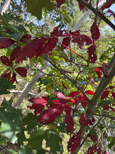 Virginia creeper