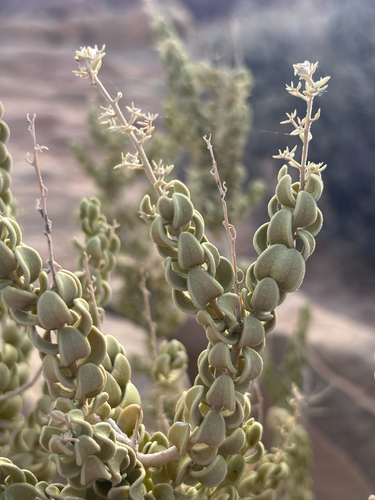 Mortonia utahensis, 2026-10-09