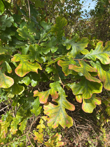 post oak