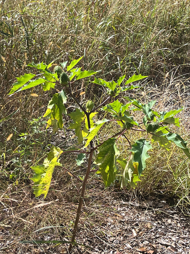 jimsonweed