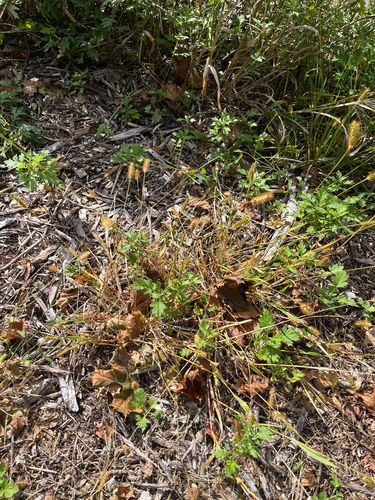 yellow foxtail