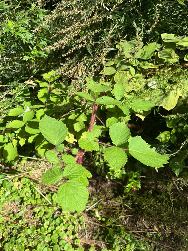 wineberry