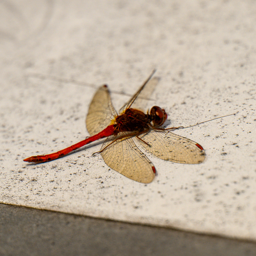 Autumn Meadowhawk