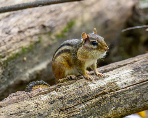 Eastern Chipmunk