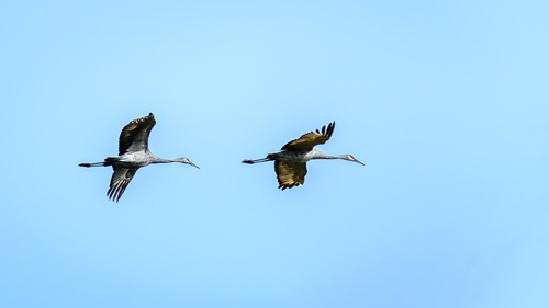 Sandhill Crane