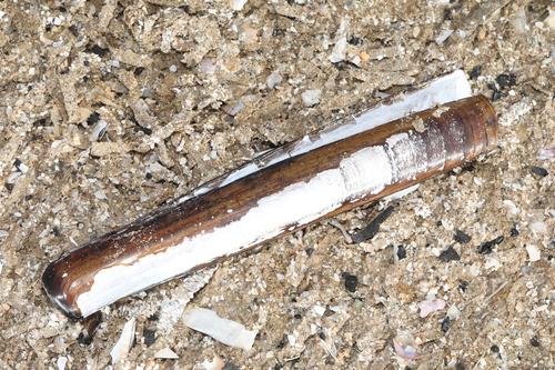 Ensis siliqua observed 2026-10-02